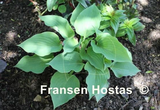 Hosta Oder